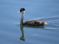 Western Grebe.jpg