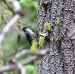 Black-backed Woodpecker.jpg