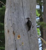 Hairy Woodpecker.jpg