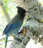 Stellar's Jay.jpg