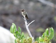 Anna's Hummingbird.jpg