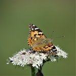 DSC09777ed25 Painted Lady.jpg