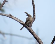 Townsend's Solitaire.jpg