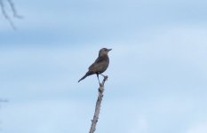 Female Brewer's Blackbird.jpg