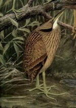 American Bittern.jpg