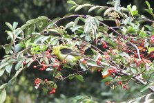 IMG_9055 Scarlet Tanager @ Bogota la Florida.jpg