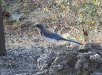 California Scrub-Jay.jpg