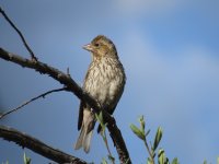 Cassin's Finch.jpg