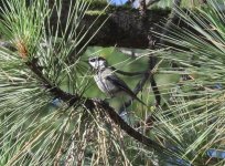 Mountain Chickadee.jpg