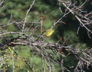 Orange-crowned Warbler.jpg