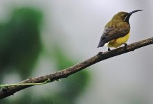 DSC06193 Olive-backed Sunbird @ Daintree.jpg