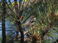 Pygmy Nuthatch.jpg