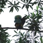 DSC06196 Wonga Pigeon @ Daintree.jpg