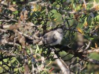 Blue-gray Gnatcatcher.jpg