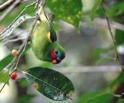 DSC06210 Double-eyed Fig Parrot @ Daintree.jpg