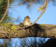 Western Wood Pewee.jpg