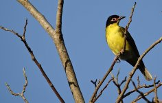 DSC05831 Australian Figbird @ Darwin.jpg