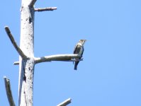 Olive-sided Flycatcher.jpg