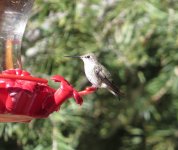 Calliope Hummingbird.jpg