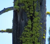 Tree Swallow.jpg