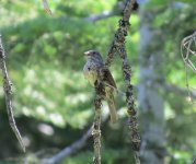 Thick-billed Fox Sparrow.jpg