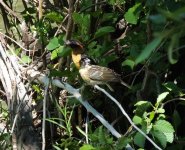 Black-headed Grosbeaks.jpg