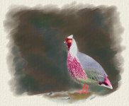 blood_pheasant_2.jpg