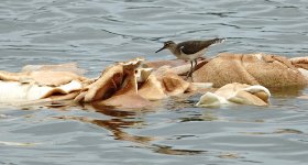 DSC06501 Common Sandpiper @ San Tin.jpg