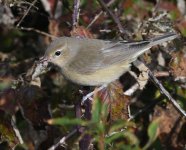 Garden Warbler_Girdle Ness_220919a.jpg