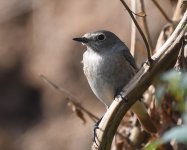 Redstart_Girdle Ness_220919a.jpg