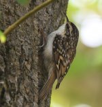 Treecreeper_Torry_220919a.jpg