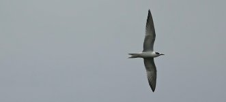 DSC06531 Common Tern @ San Tin.jpg