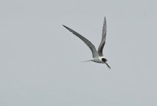 DSC06567 Common Tern @ San Tin.jpg