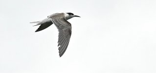 DSC06612 Common Tern @ San Tin.jpg