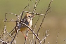 Cisticola-natalensis_001.jpg