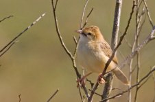 Cisticola-natalensis_002.jpg