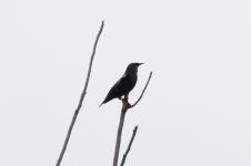 Estornino negro (Sturnus unicolor).jpg