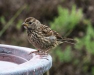 Sparrow_2019-06-21_6855.jpg