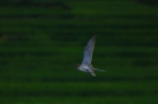 Yuvins Whimbrel.jpg