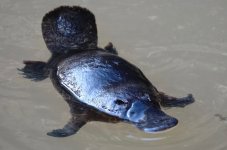 DSC06420 Duck-billed Platypus @ Atherton Tablelands.jpg