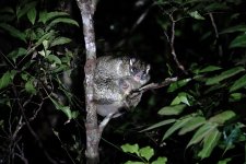 DSC06464 Green Ringtail Possum @ Atherton.jpg