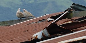 DSC06777 Collared Doves @ San Tin.jpg