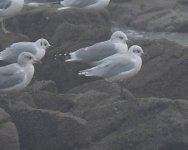 Mediterranean Gull_Girdle Ness_230919a.jpg