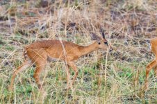 IMG_0071-6 male oribi-5.jpg