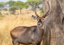 IMG_0461-62Defassa waterbuck-14.jpg