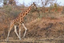 IMG_1103-138Nubian giraffe -20.jpg