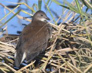 Moorhen_Girdle Ness_261019a.jpg