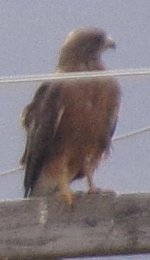 Swainsons Hawk After Fight.jpg