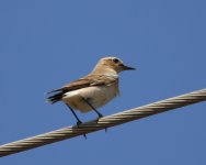 105A8089 wheatear.jpg