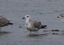 0950 YL Gull 25Nov19.jpg